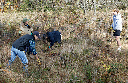 Four volunteers work in planting area