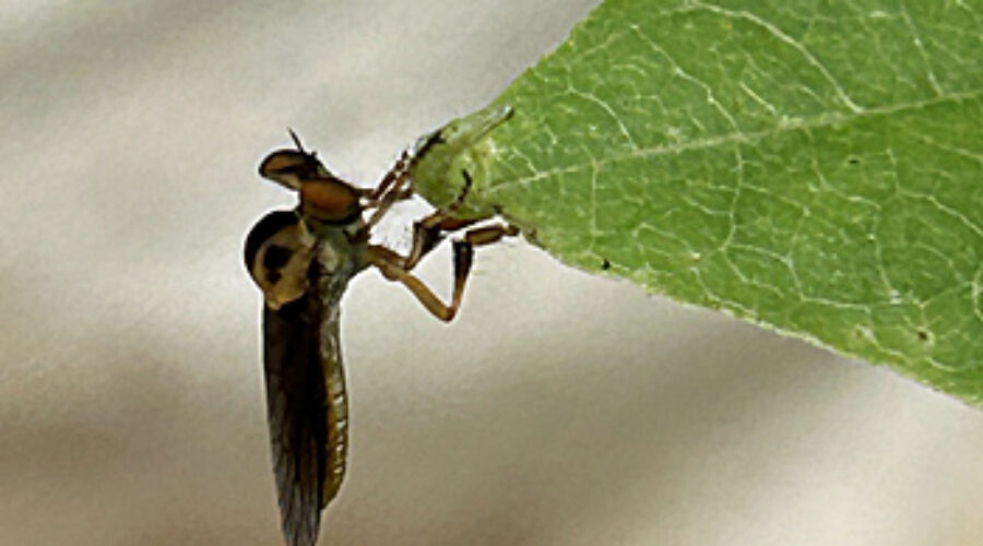 robber fly on leaf tip