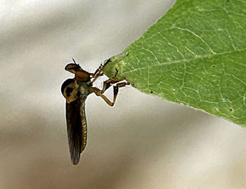 robber fly on leaf tip