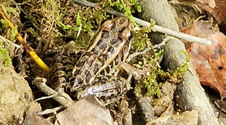 Pickerel frog on moss