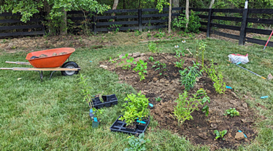 Planting new garden bed