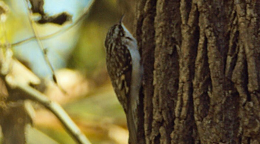 Brown Creeper against the bark