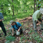 Identifying plants in the oak-hickory forest