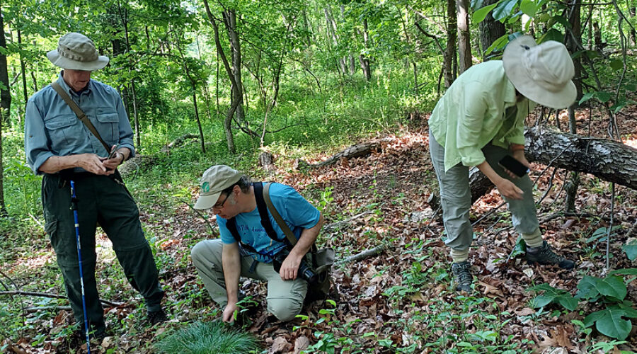Identifying plants in the oak-hickory forest