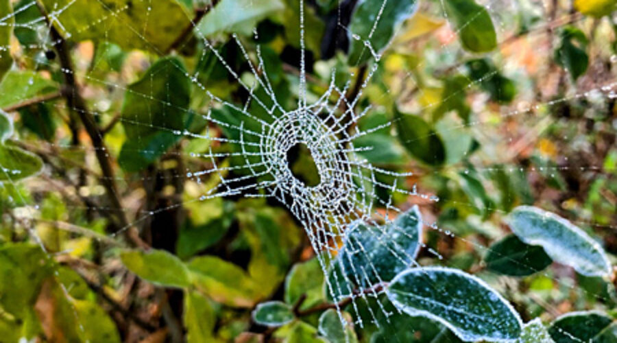Spider web with ice