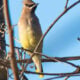 Birding Banshee