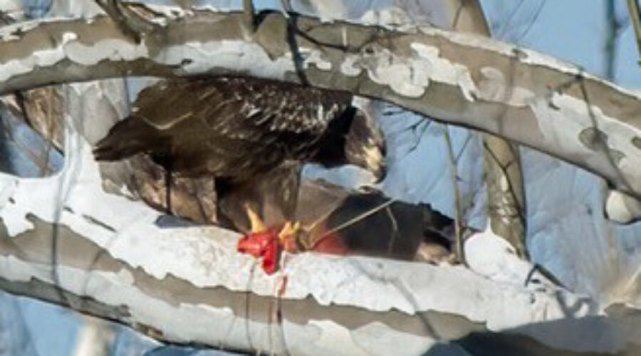 Immature Bald Eagle with food on branch