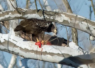 Immature Bald Eagle with food on branch