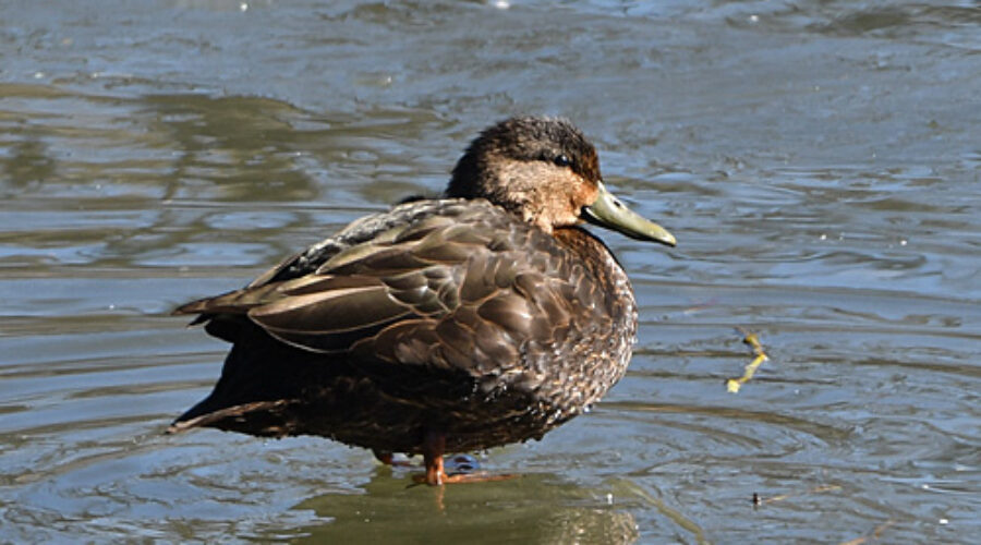 American Black Duck at water's edge