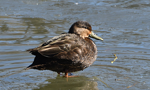 American Black Duck at water's edge