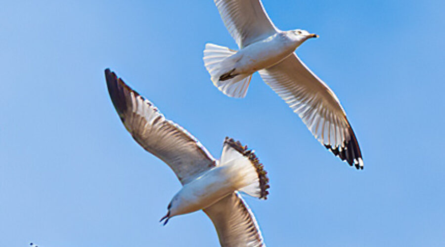 Ring-billed Gulls in flight