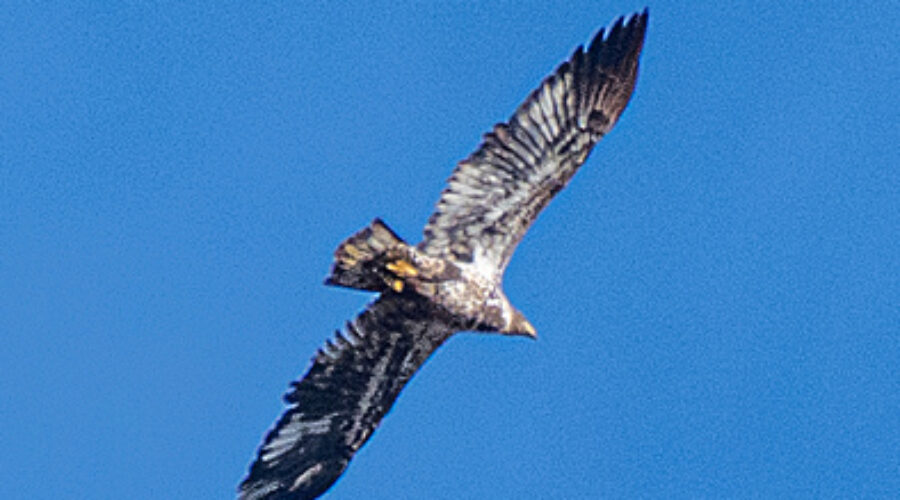 Bald Eagle in flight.