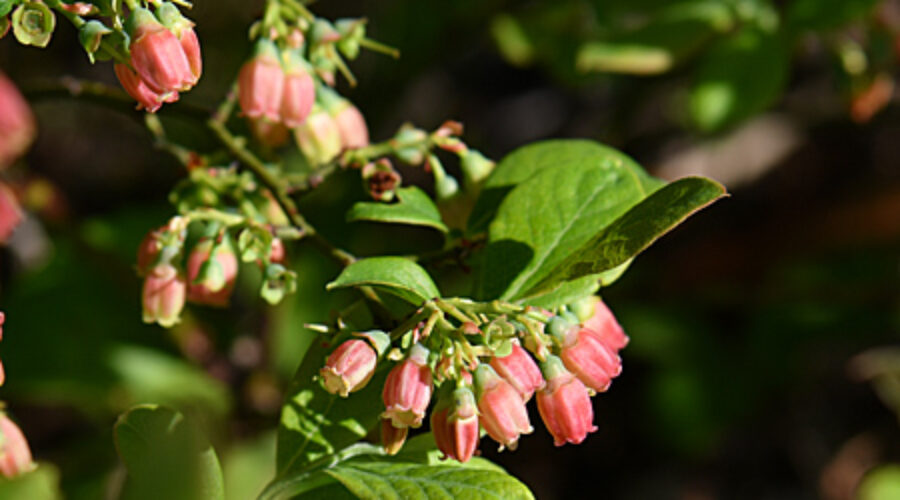 Blueberry in bloom