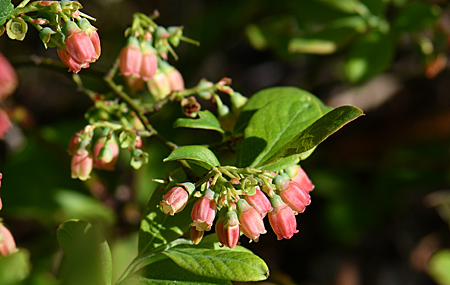 Blueberry in bloom
