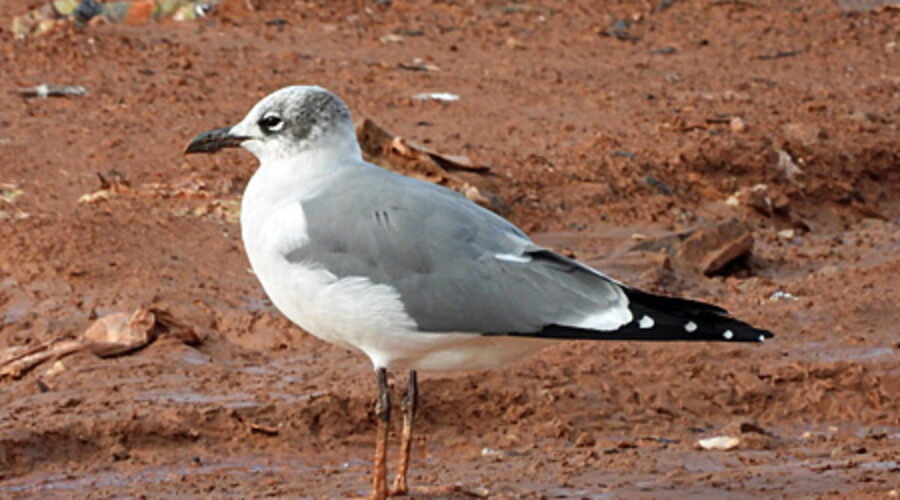 Laughing Gull