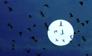 Birds migrating at night