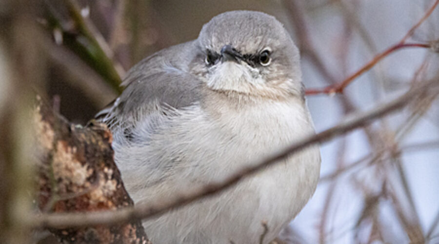 Northern Mockingbird