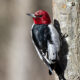 Six Species of Woodpeckers at Algonkian Park
