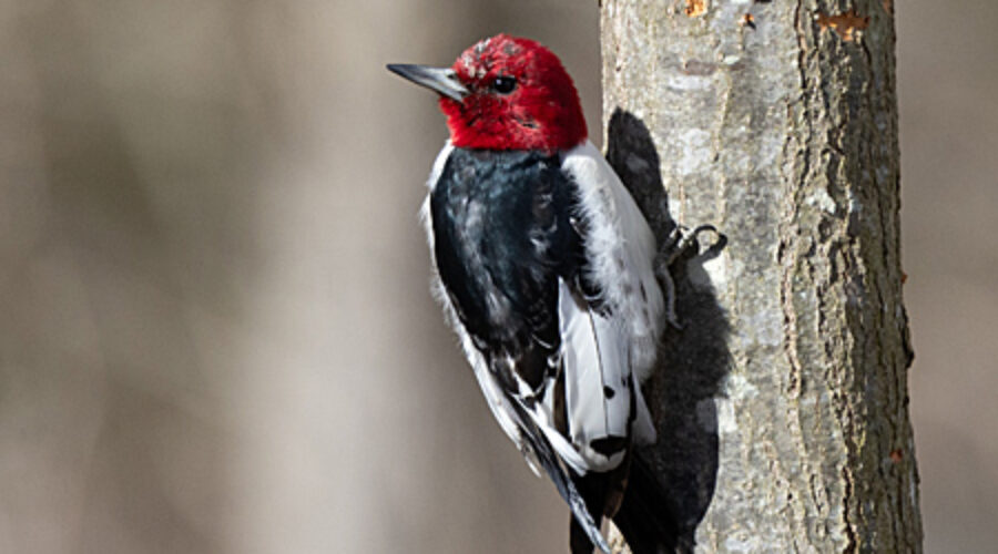 Red-headed Woodpecker on tree