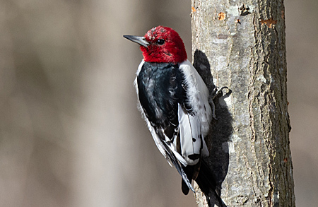 Red-headed Woodpecker on tree