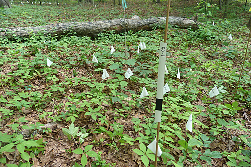 Tree seedling count plot