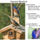 Bluebird Monitoring 2024