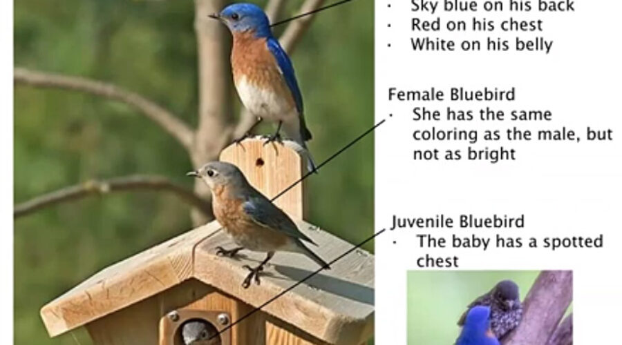 Bluebird monitoring presentation