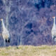 Sandhill Cranes Seen at Dulles Wetlands