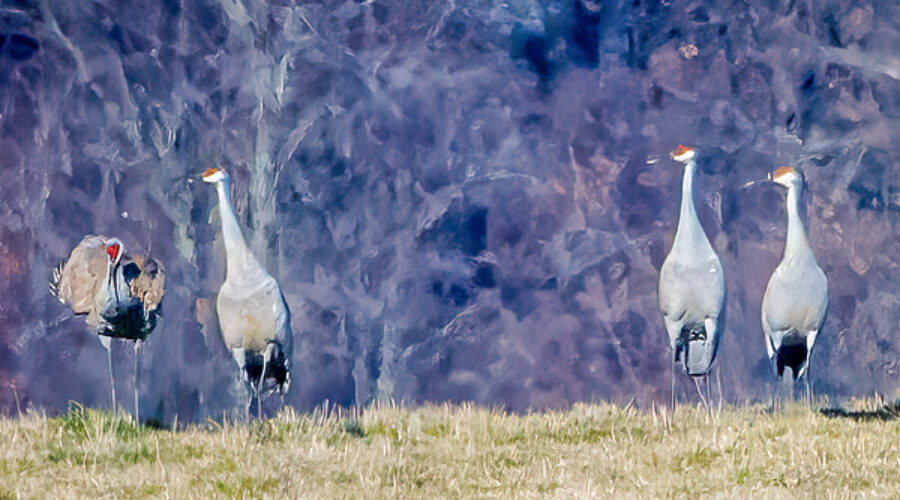 Sandhill Cranes.