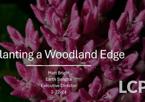 Planting a Woodland Edge presentation
