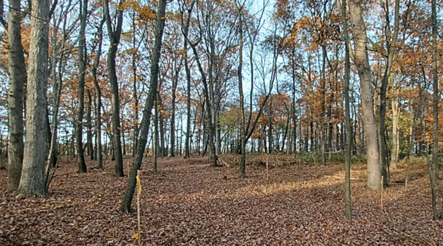 Sampling locations in forest