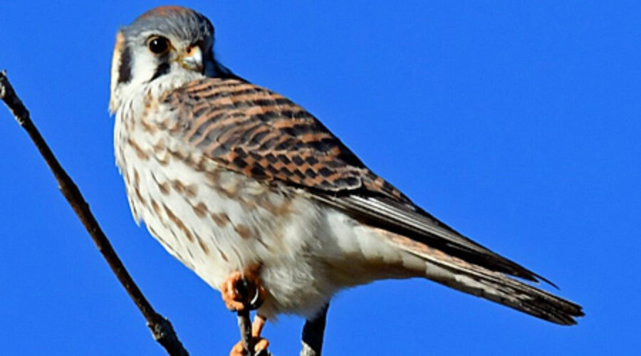 American Kestrel on a branch