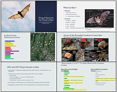 Bat presentation slides by Bruce Kimmel