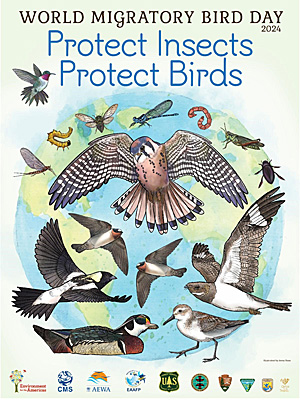 World Migratory Bird Day 2024 poster