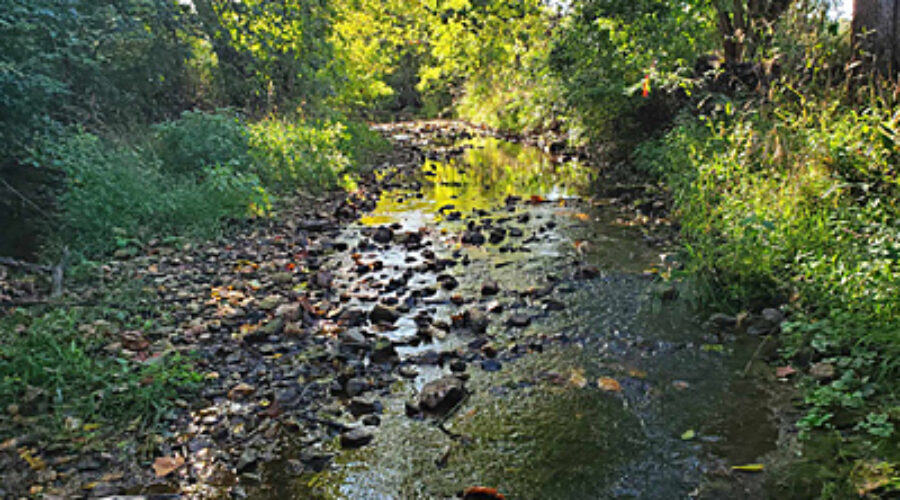 Dry Mill Branch, Westpark Monitoring Site
