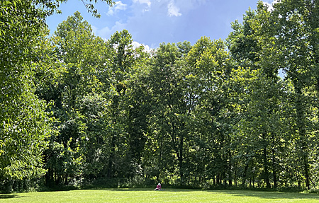 Trees at Morven Park