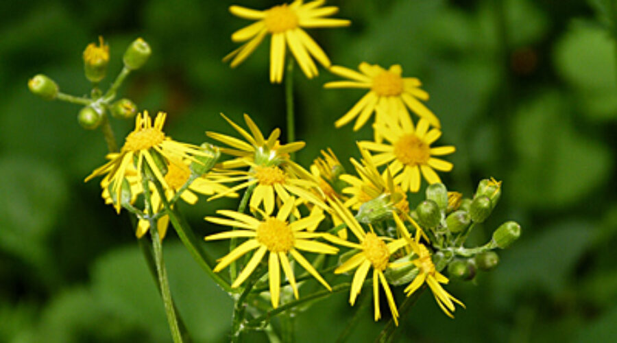 Spring-blooming Golden Ragwort