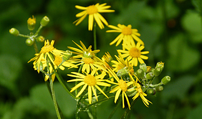 Spring-blooming Golden Ragwort