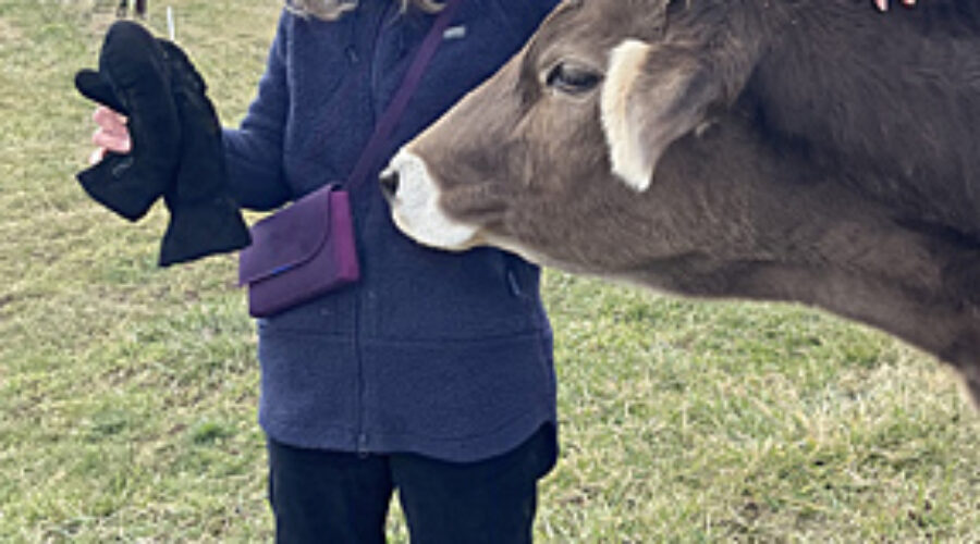 Sarah Flanagan with cow