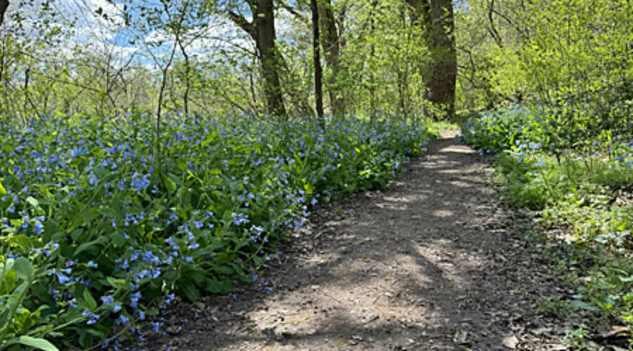 Bluebell Trail at Ball's Bluff