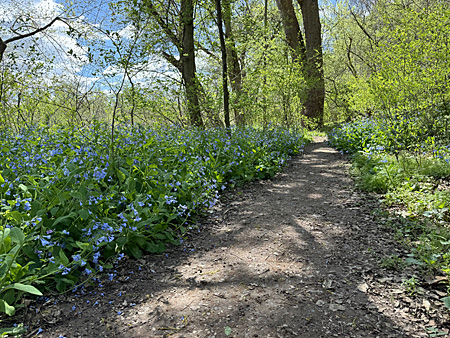 Bluebell Trail at Ball's Bluff