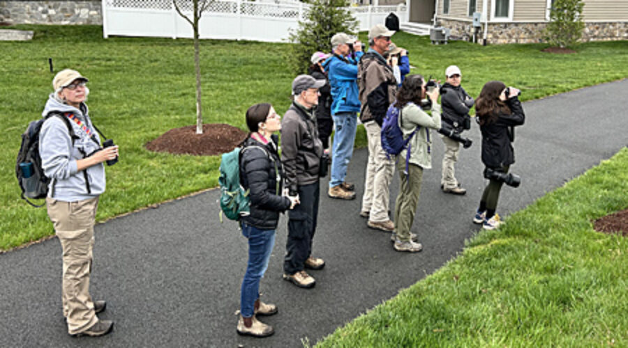 Birders in neighborhood