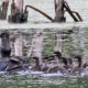 Wood Duck with Ducklings at Bles Park