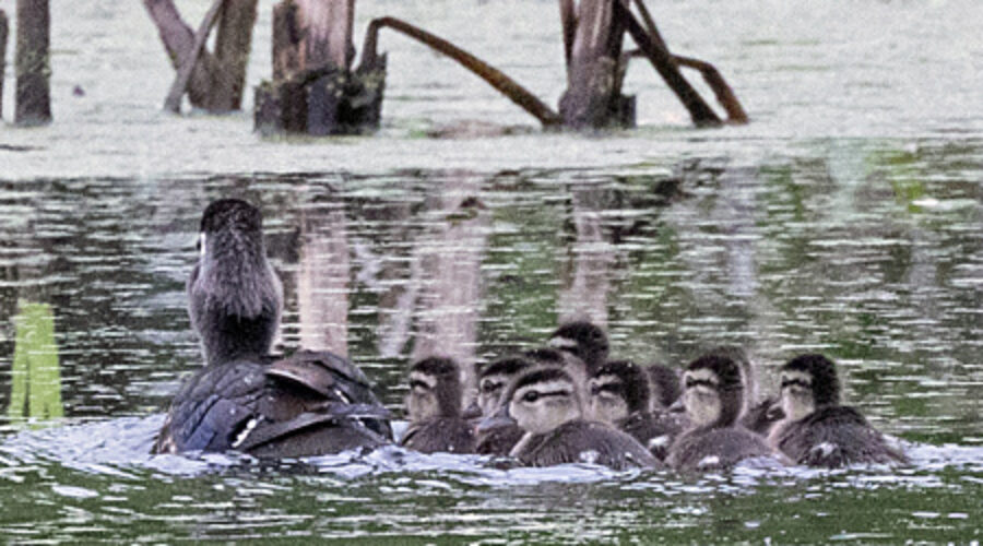 Wood Duck with ducklings