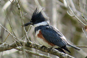 Belted Kingfisher