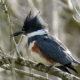 Birding Algonkian