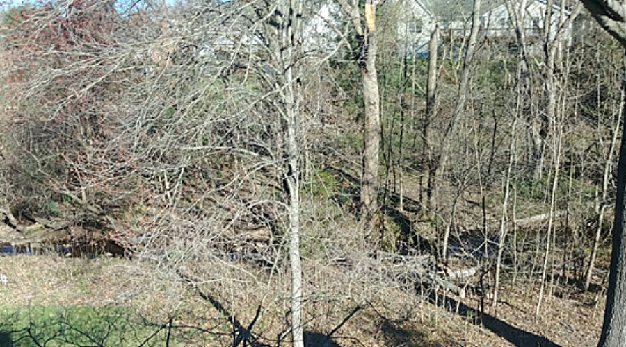 Kris Dennen's back yard.