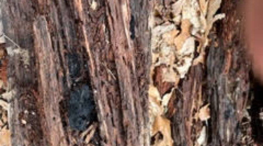 log section