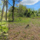 Meadow Restoration Continues at JK Black Oak