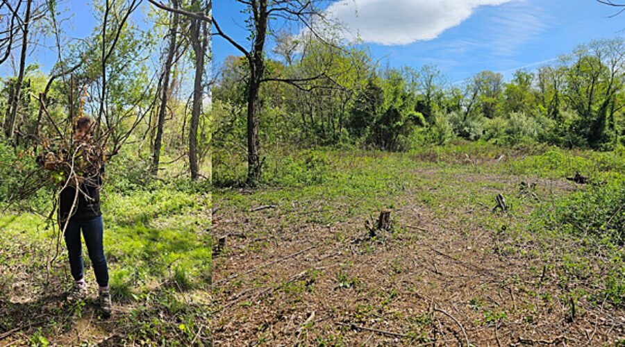 JK Black Oak volunteer work day